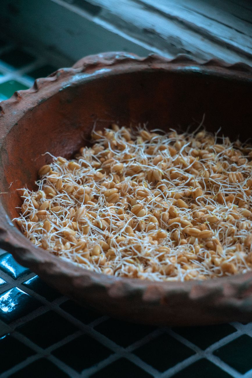 Close-up of freshly sprouted grains and organic green botanicals
