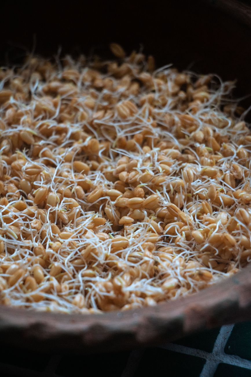 Naturally harvested whole sprouted grains and pure water representing cellular vitality